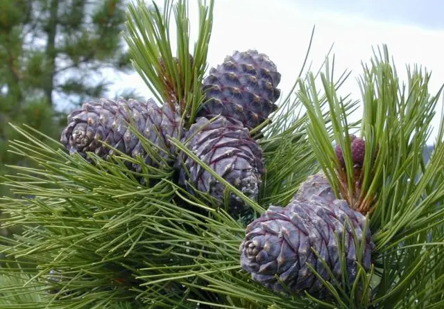 How to grow a cedar from a nut