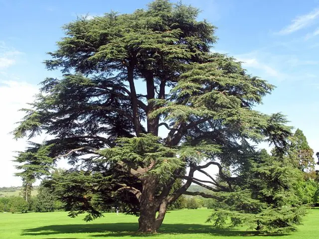 How to grow a cedar from a nut