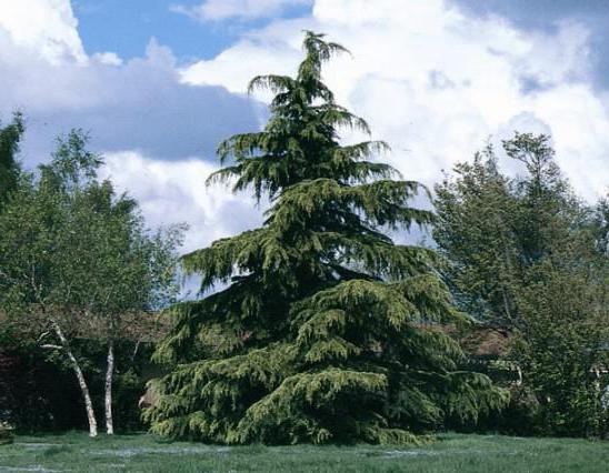 How to grow a cedar from a nut