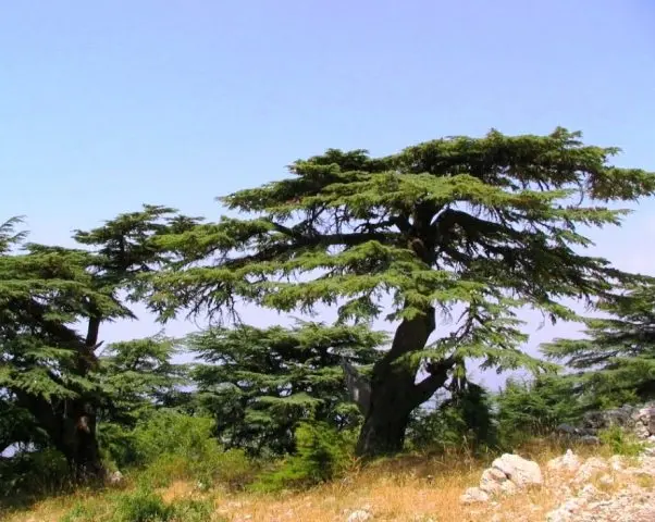 How to grow a cedar from a nut