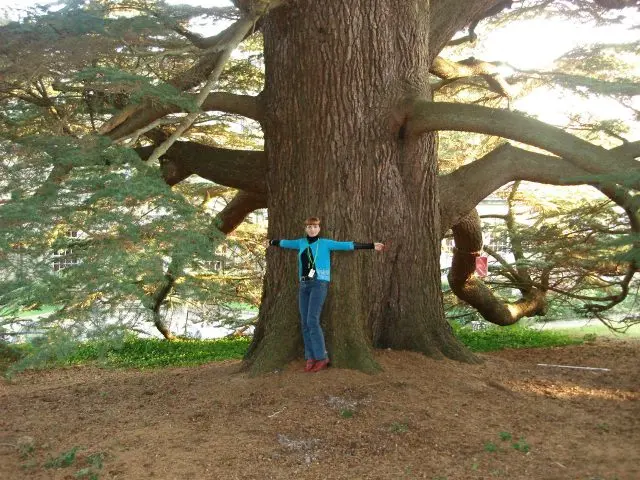 How to grow a cedar from a nut