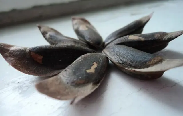 How to grow a cedar from a nut