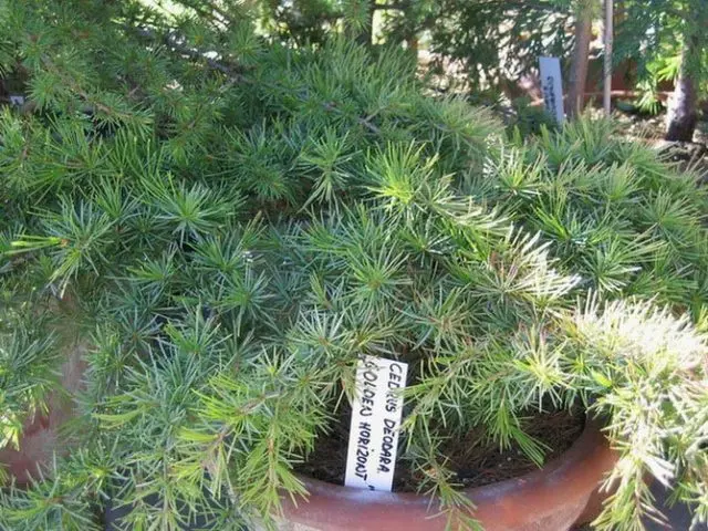 How to grow a cedar from a nut