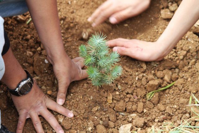 How to grow a cedar from a nut