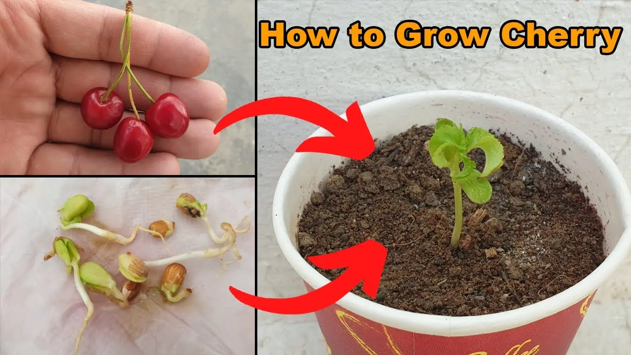 How to grow a cherry from a stone: correct and timely care