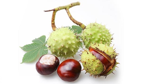 How to grow a chestnut from a nut: unusual methods and tips