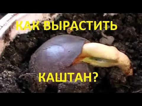 How to grow a chestnut from a nut: unusual methods and tips