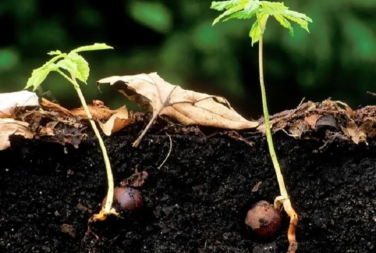 How to grow a chestnut from a nut: unusual methods and tips