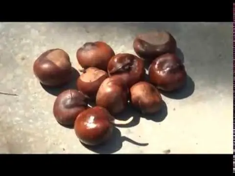 How to grow a chestnut from a nut: unusual methods and tips