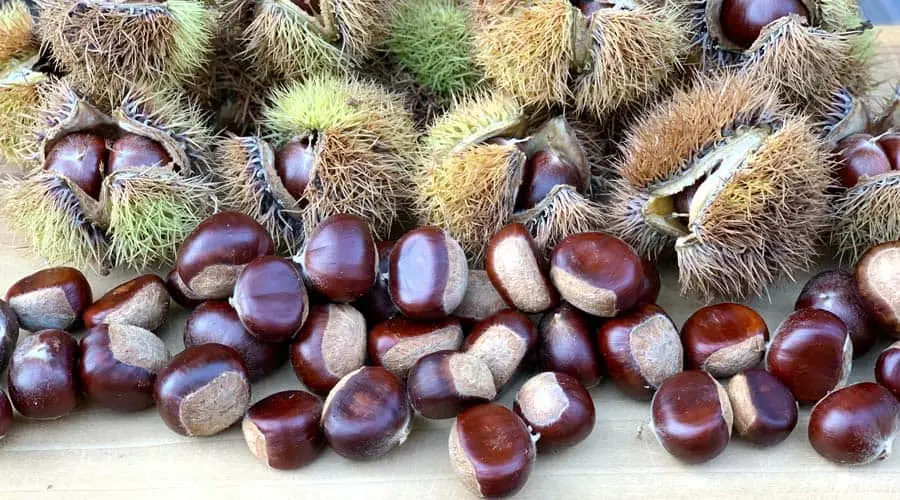 How to grow a chestnut from a nut: unusual methods and tips