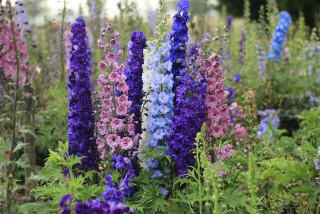 How to grow a delphinium from seeds at home: perennial and annual