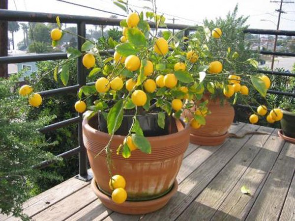 How to grow a lemon at home from a stone