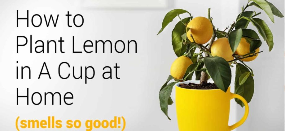 How to grow a lemon at home from a stone