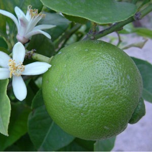 How to grow a lime from a stone or a cutting