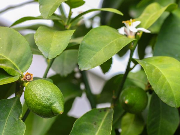 How to grow a lime from a stone or a cutting