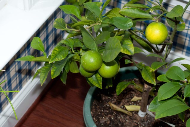 How to grow a lime from a stone or a cutting