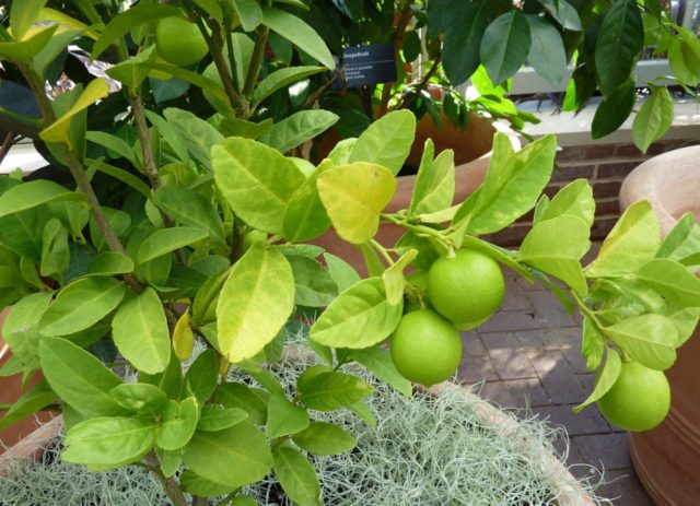 How to grow a lime from a stone or a cutting