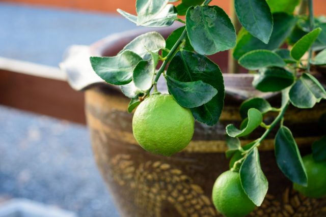 How to grow a lime from a stone or a cutting