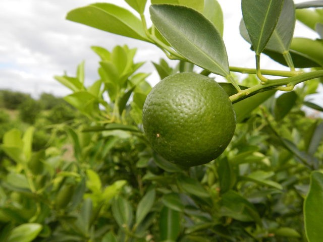 How to grow a lime from a stone or a cutting