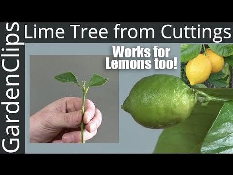 How to grow a lime from a stone or a cutting