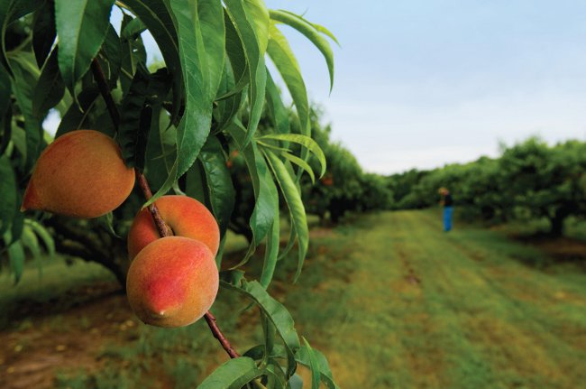 How to grow a peach from a seed at home