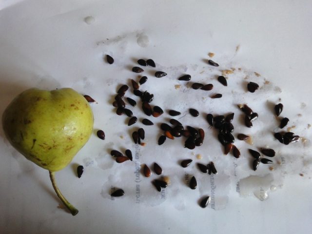 How to grow a pear from a seed at home