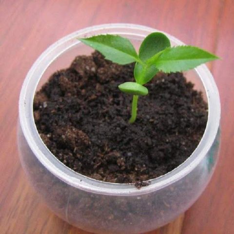 How to grow a pear from a seed at home