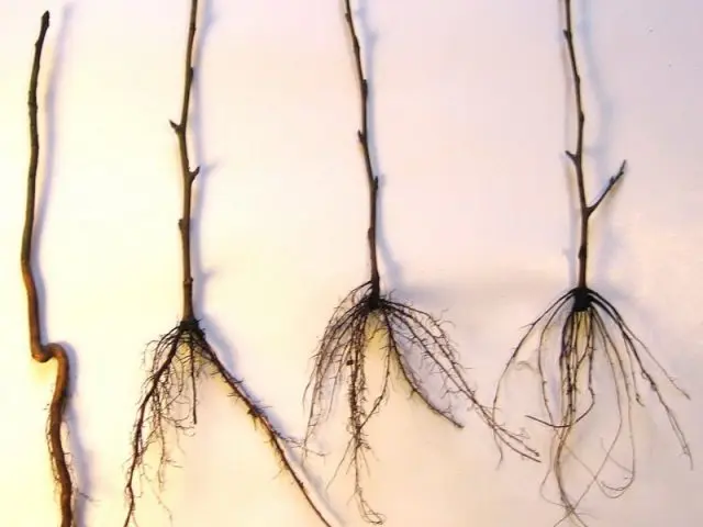 How to grow a pear from a seed at home