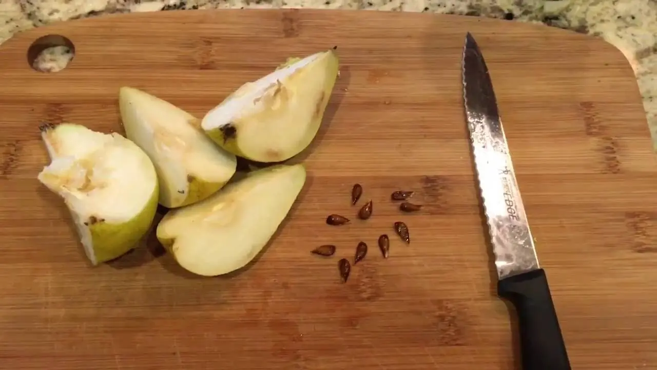 How to grow a pear from a seed at home