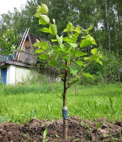 How to grow a plum from a seed