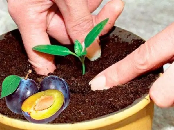 How to grow a plum from a seed