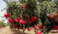 How to grow a pomegranate: planting and care at home