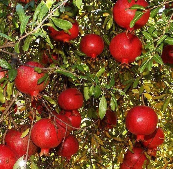 How to grow a pomegranate: planting and care at home