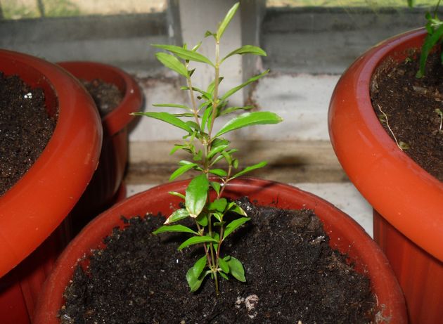 How to grow a pomegranate: planting and care at home