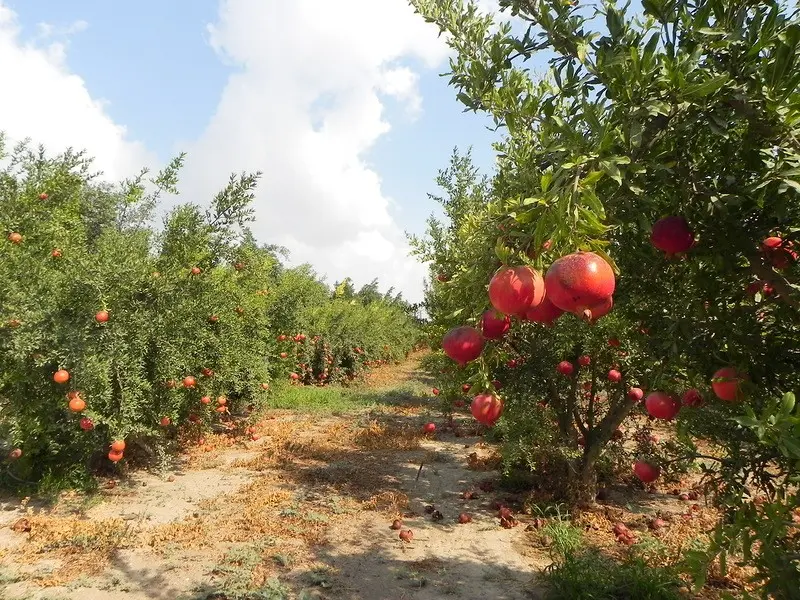 How to grow a pomegranate: planting and care at home