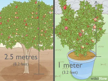 How to grow a pomegranate: planting and care at home