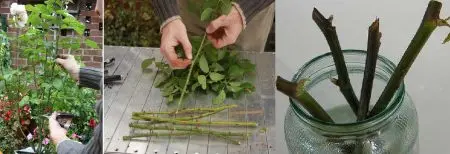 How to grow a rose from a cutting from a bouquet: simple ways