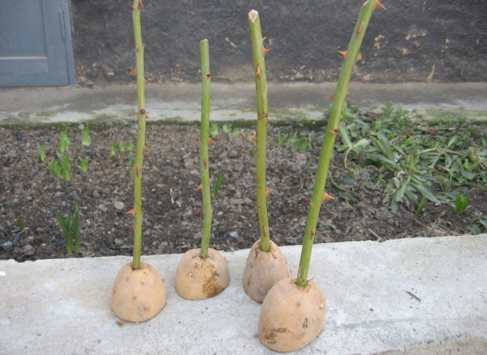 How to grow a rose in a potato: tips and tricks