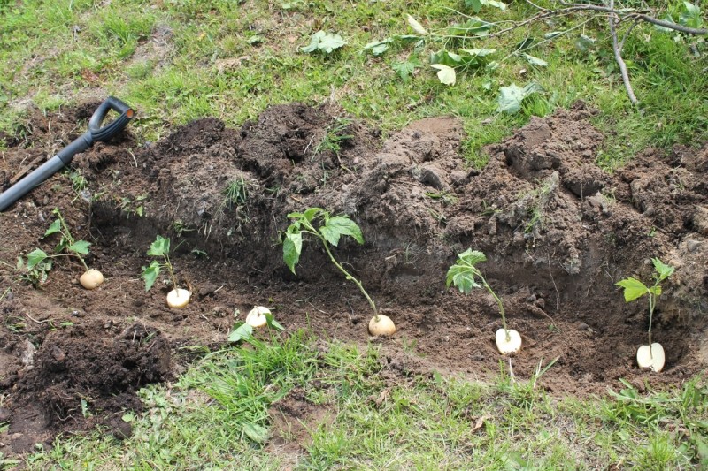 How to grow a rose in a potato: tips and tricks