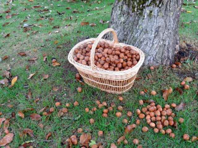 How to grow a walnut