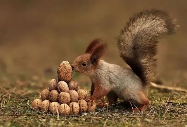 How to grow a walnut