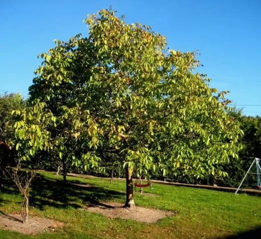 How to grow a walnut