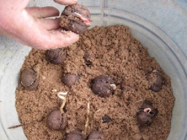 How to grow a walnut