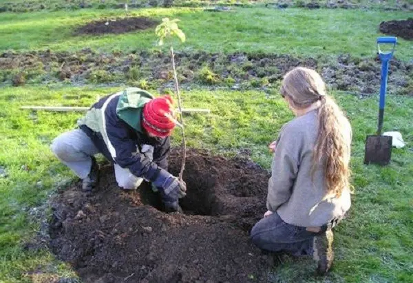 How to grow a walnut