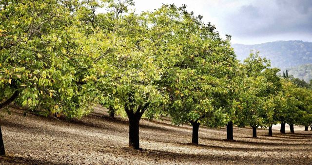 How to grow a walnut