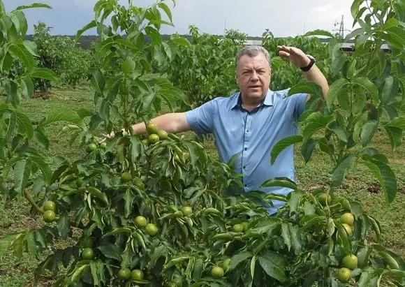 How to grow a walnut