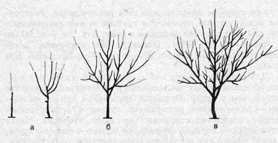 How to grow a walnut