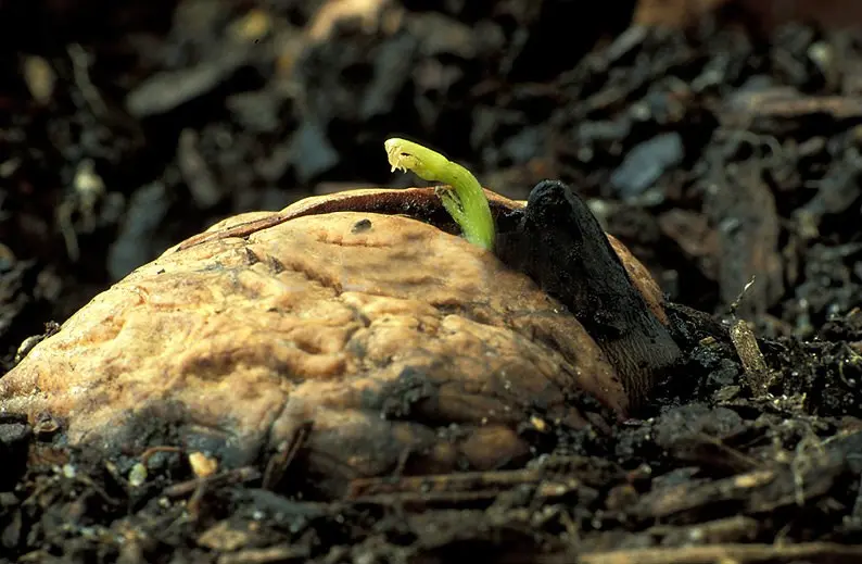 How to grow a walnut from a fruit: rules and recommendations