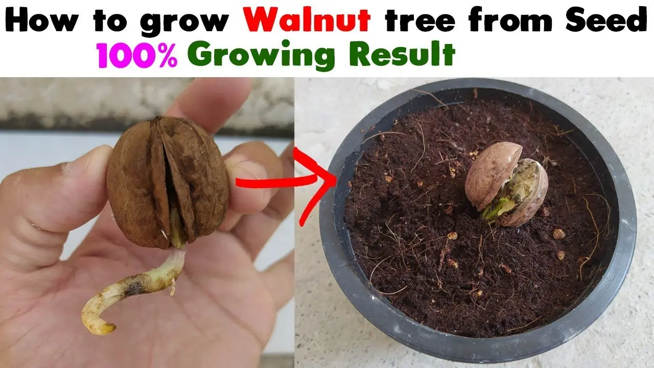 How to grow a walnut