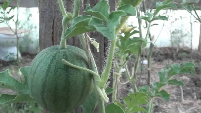 How to grow a watermelon in a greenhouse: formation scheme, pinching, care